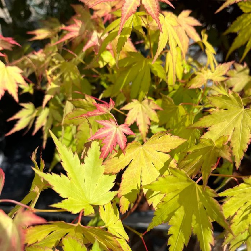 Acer palmatum Orange Dream - Japán juhar Acer palmatum Orange Dream - Japán juhar
