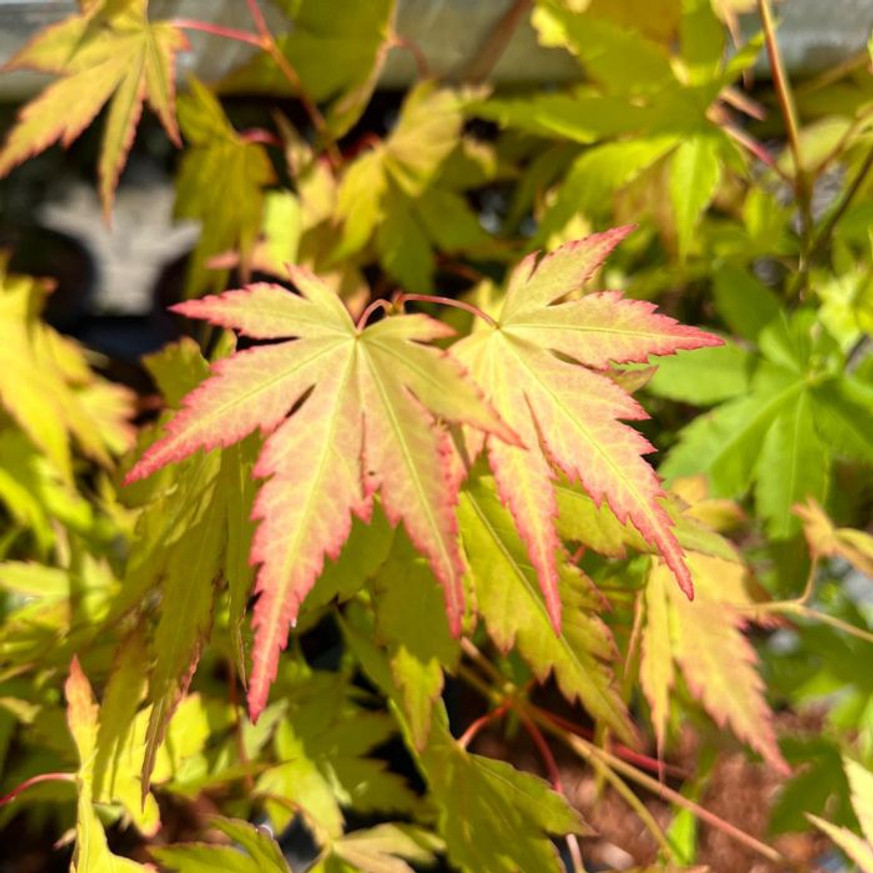 Acer palmatum Orange Dream - Japán juhar Acer palmatum Orange Dream - Japán juhar