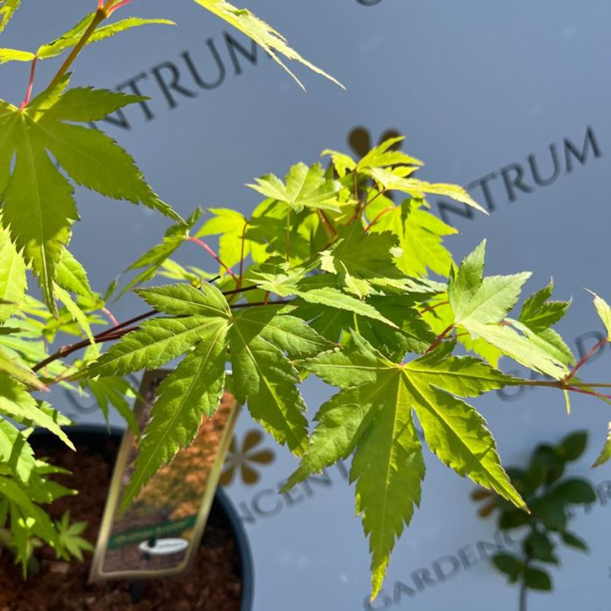 Acer palmatum Orange Dream - Japán juhar Acer palmatum Orange Dream - Japán juhar