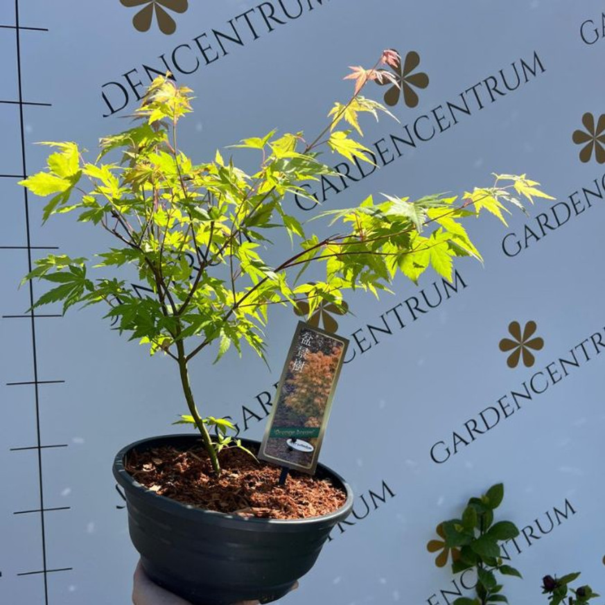 Acer palmatum Orange Dream - Japán juhar