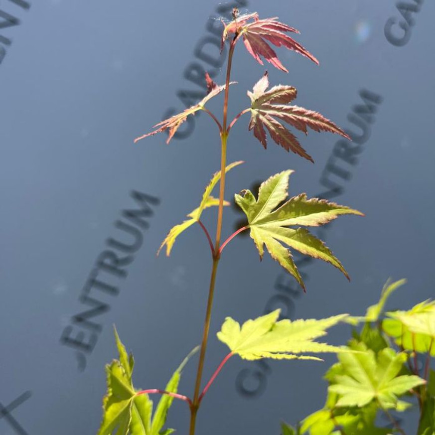 Acer palmatum Orange Dream - Japán juhar Acer palmatum Orange Dream - Japán juhar