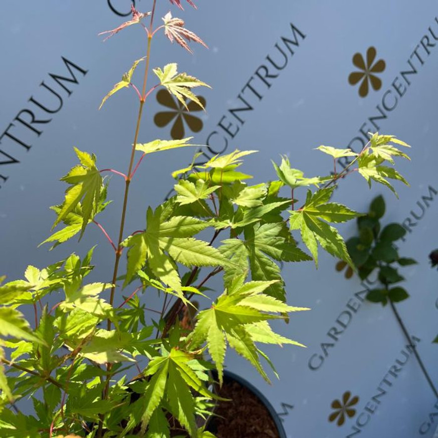 Acer palmatum Orange Dream - Japán juhar Acer palmatum Orange Dream - Japán juhar