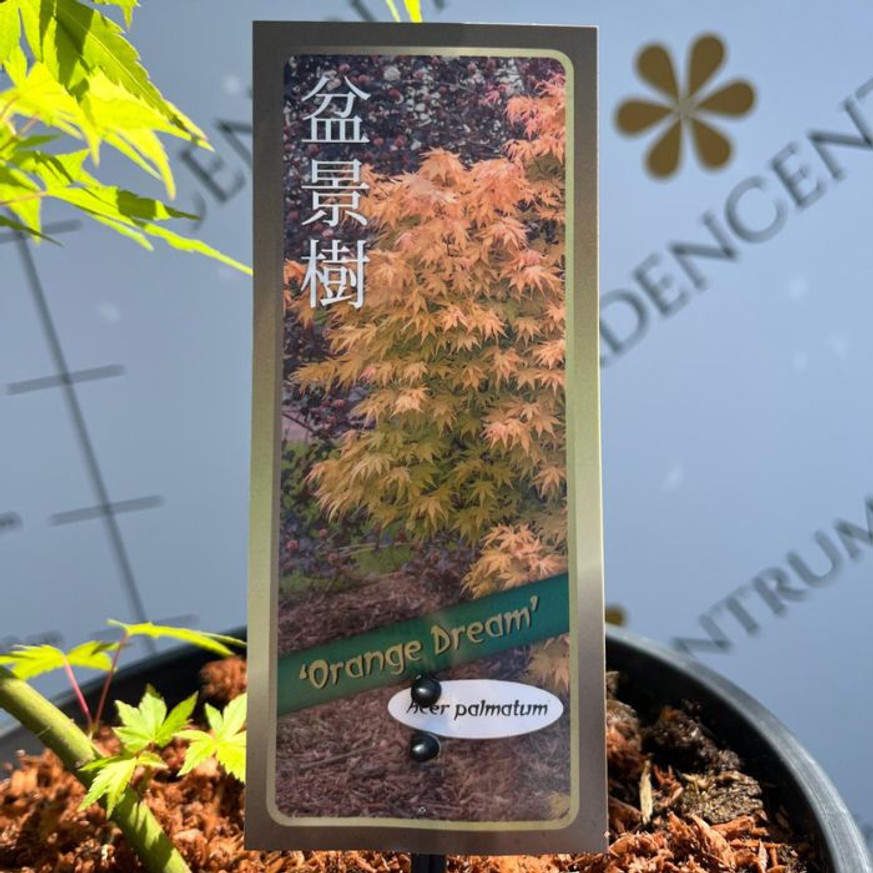 Acer palmatum Orange Dream - Japán juhar Acer palmatum Orange Dream - Japán juhar