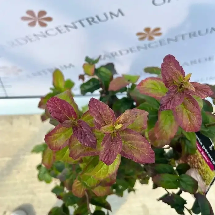 Parrotia persica Persian Spire K3 - Perzsa oszlopos varázsfa