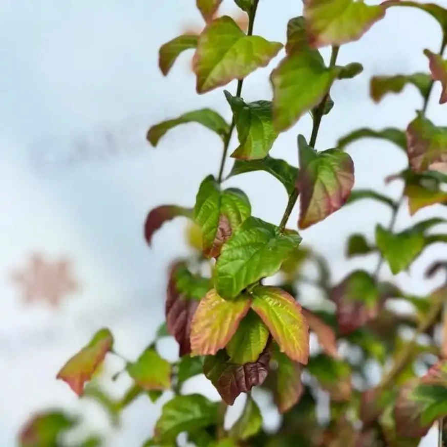 Parrotia persica Persian Spire K3 - Perzsa oszlopos varázsfa