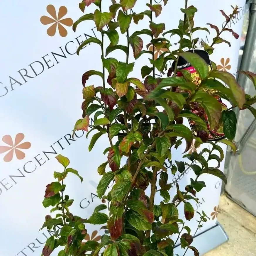 Parrotia persica Persian Spire K3 - Perzsa oszlopos varázsfa