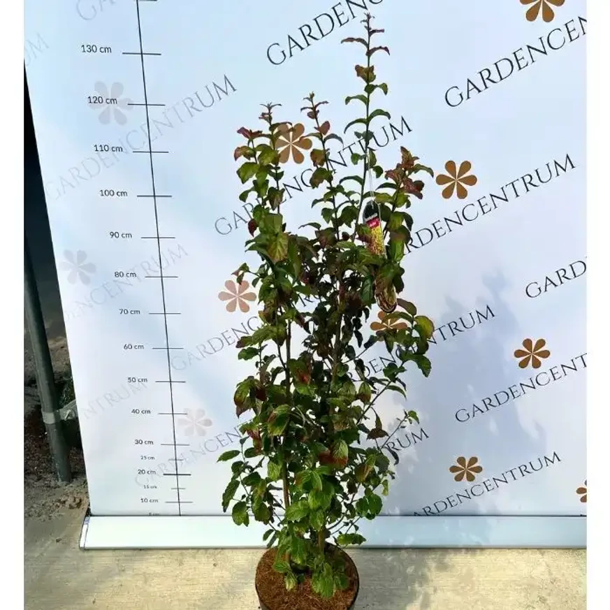 Parrotia persica Persian Spire K3 - Perzsa oszlopos varázsfa