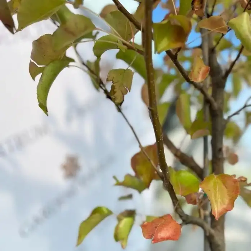 Pyrus calleriana Chanticleer TM100, 200/250 - Kínai díszkörte