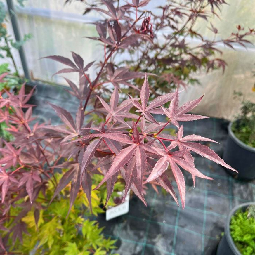 Acer palmatum Atropurpureum K3 - Vöröslevelű japán juhar