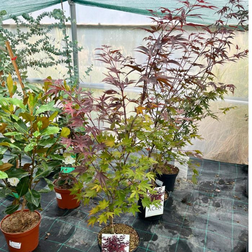 Acer palmatum Atropurpureum K3 - Vöröslevelű japán juhar