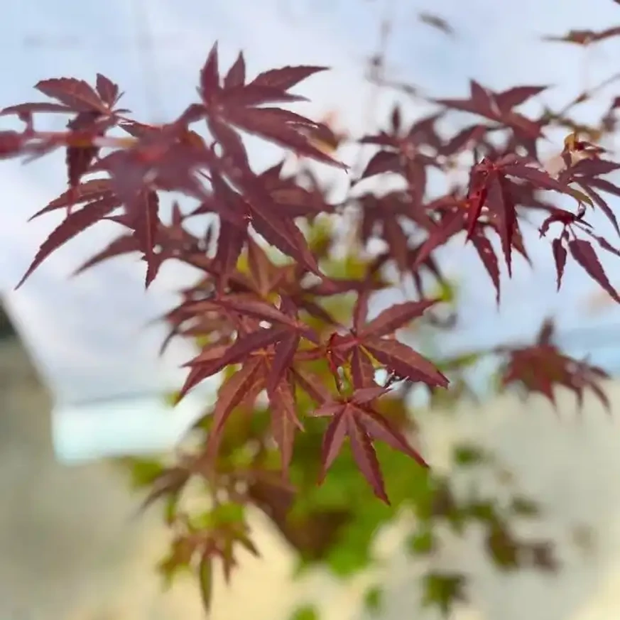 Acer palmatum Atropurpureum K3 - Vöröslevelű japán juhar