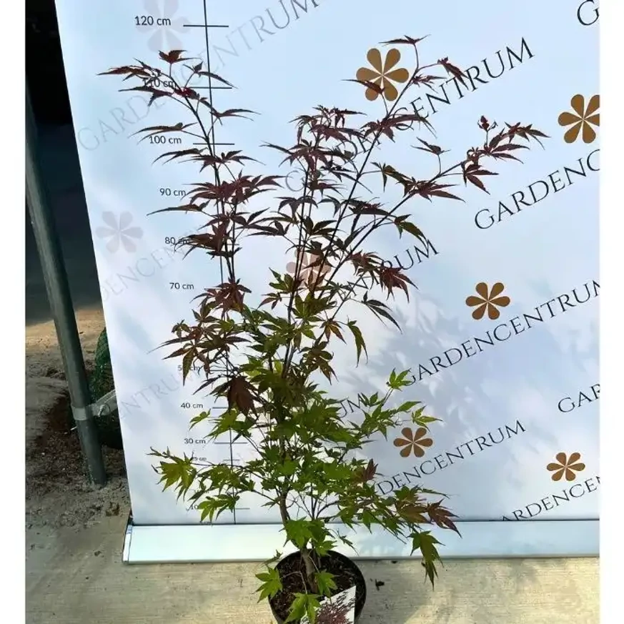Acer palmatum Atropurpureum K3 - Vöröslevelű japán juhar