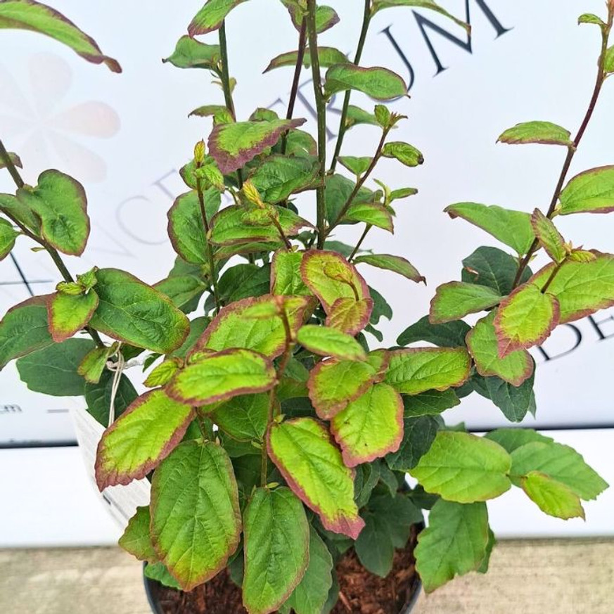 Parrotia persica Persian Spire K3 - Perzsa oszlopos varázsfa