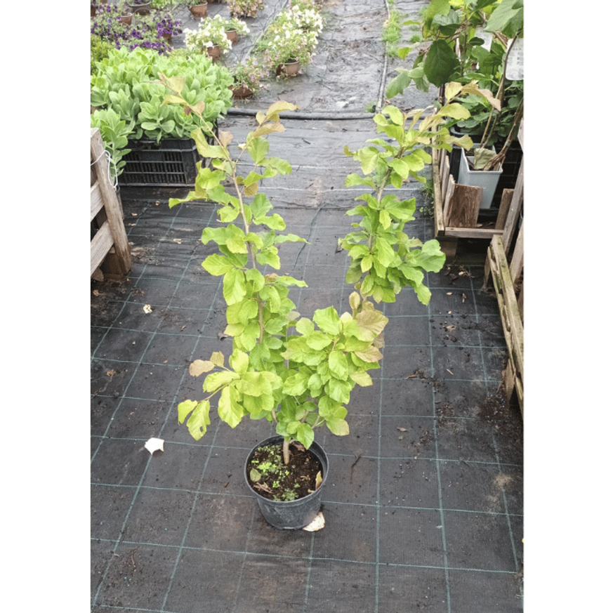 Parrotia persica K2 - Perzsa varázsfa