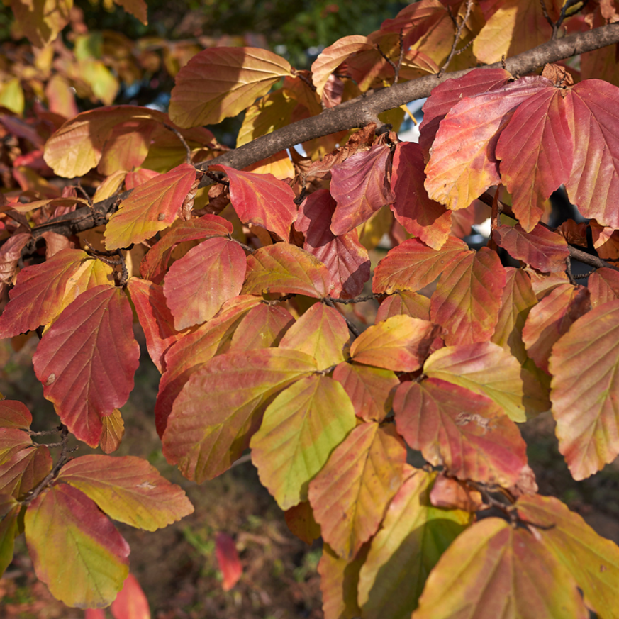 Parrotia persica K2 - Perzsa varázsfa