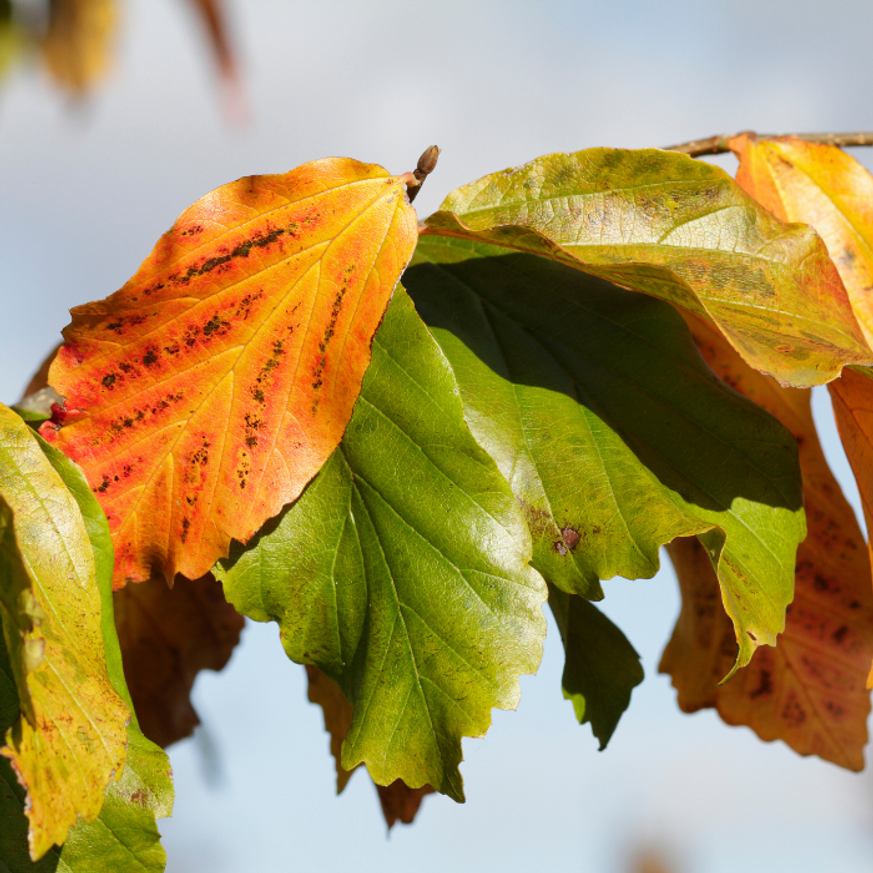 Parrotia persica K2 - Perzsa varázsfa
