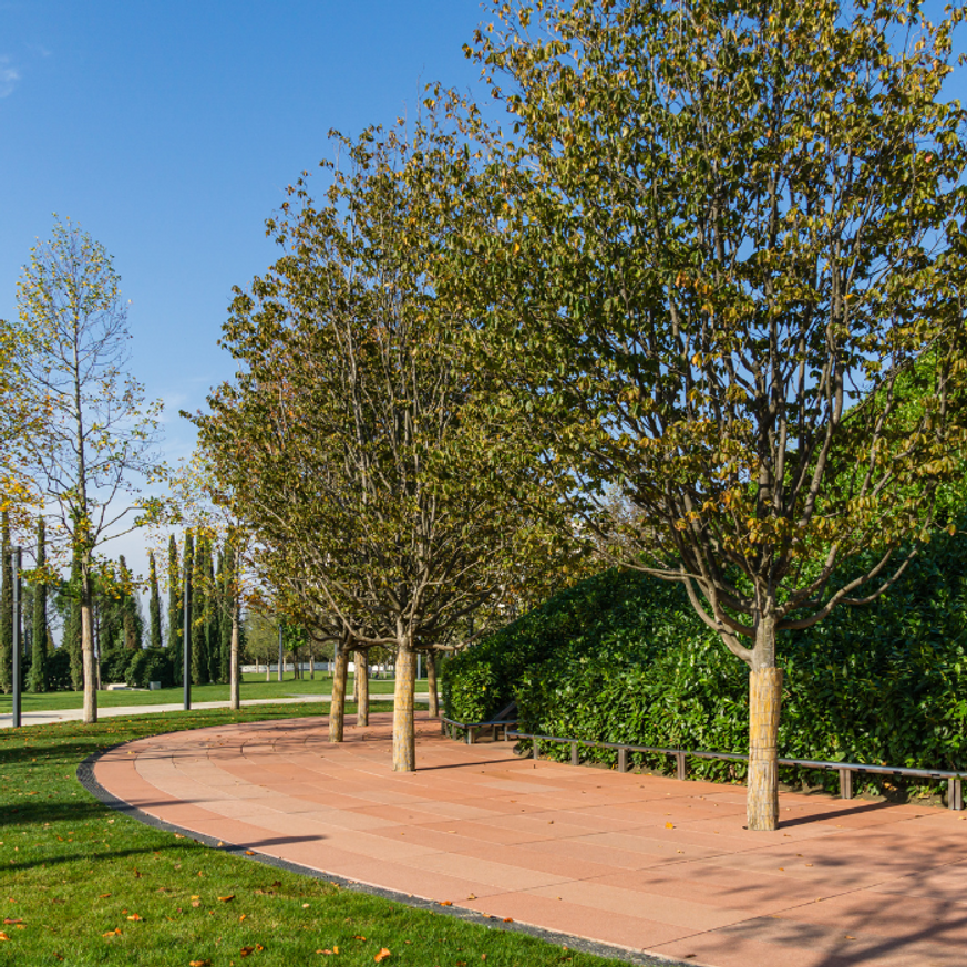 Parrotia persica K2 - Perzsa varázsfa