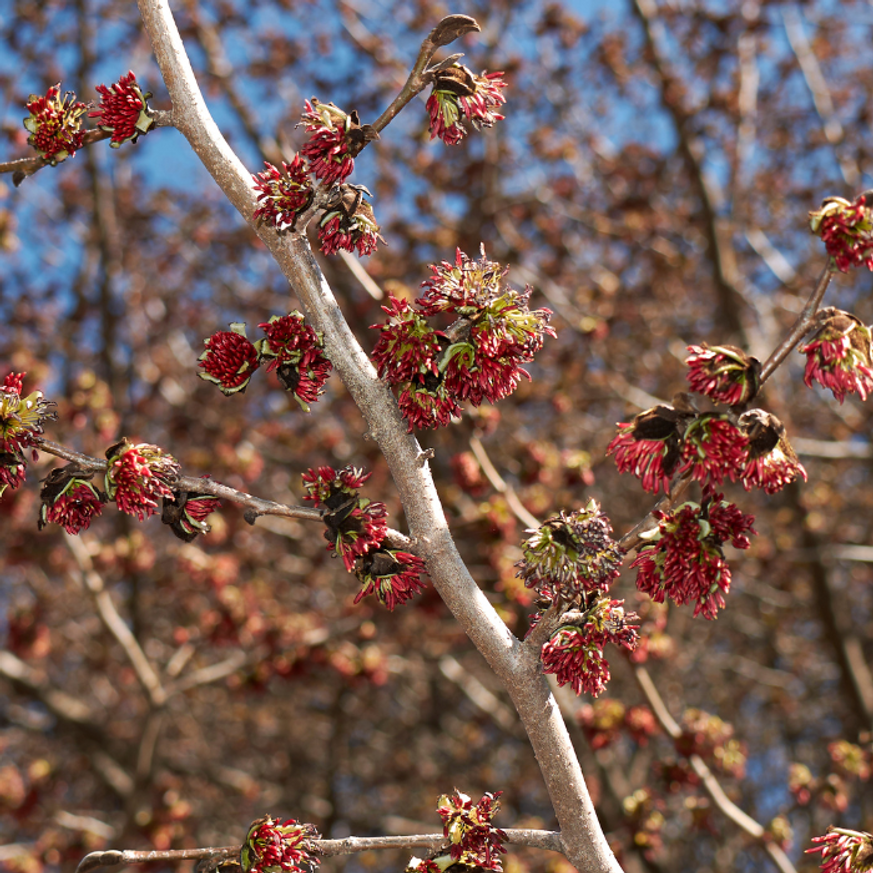 Parrotia persica K2 - Perzsa varázsfa