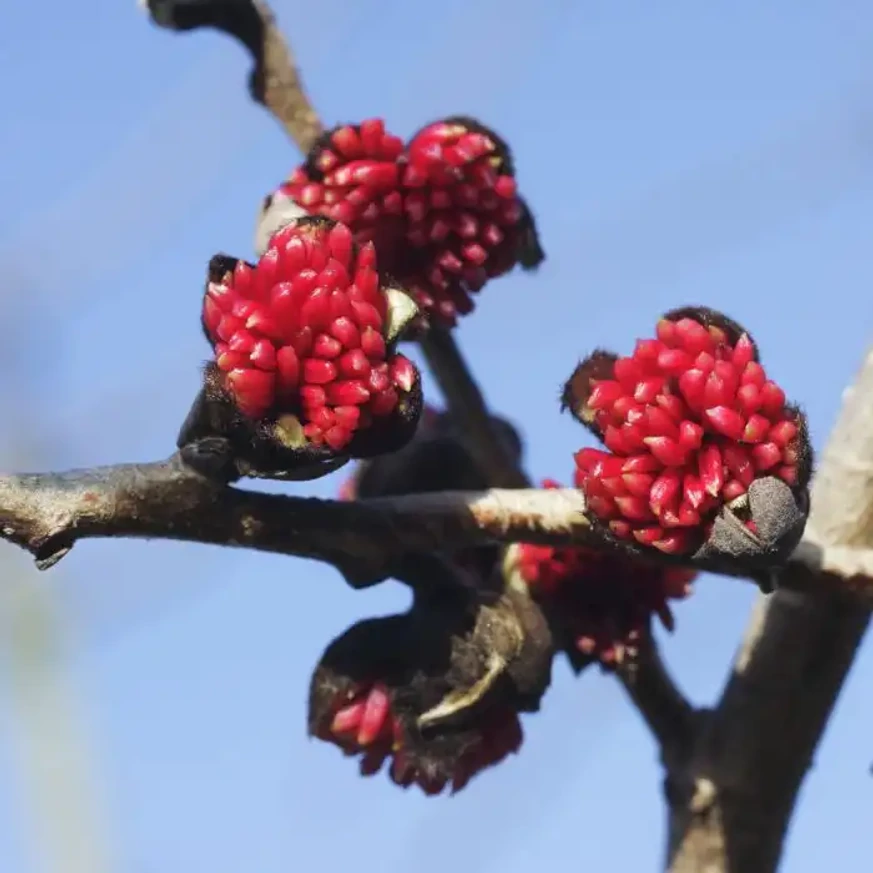 Parrotia persica Persian Spire K3 - Perzsa oszlopos varázsfa