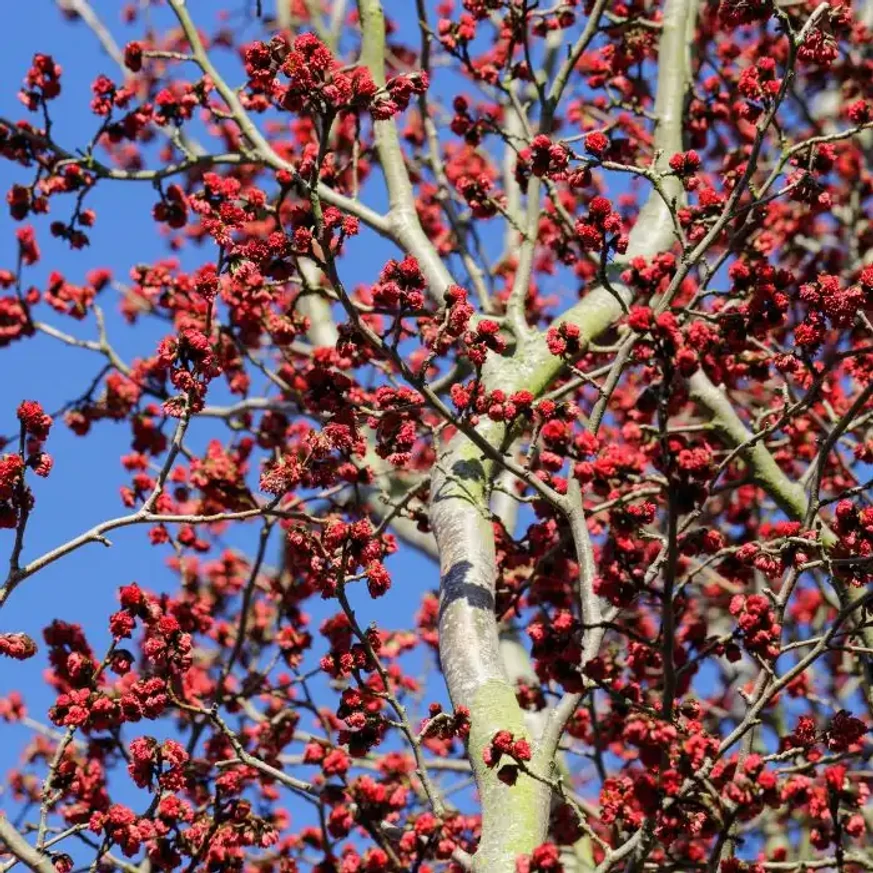 Parrotia persica Persian Spire K3 - Perzsa oszlopos varázsfa