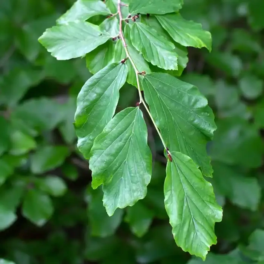 Parrotia persica Persian Spire K3 - Perzsa oszlopos varázsfa