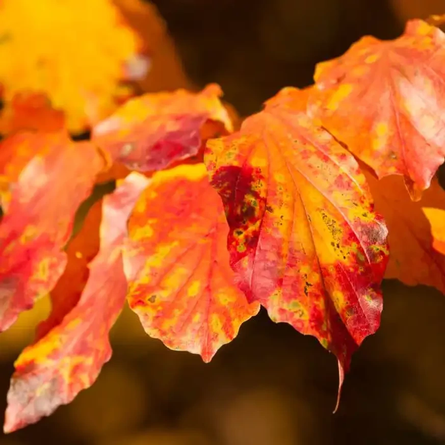 Parrotia persica Persian Spire K3 - Perzsa oszlopos varázsfa