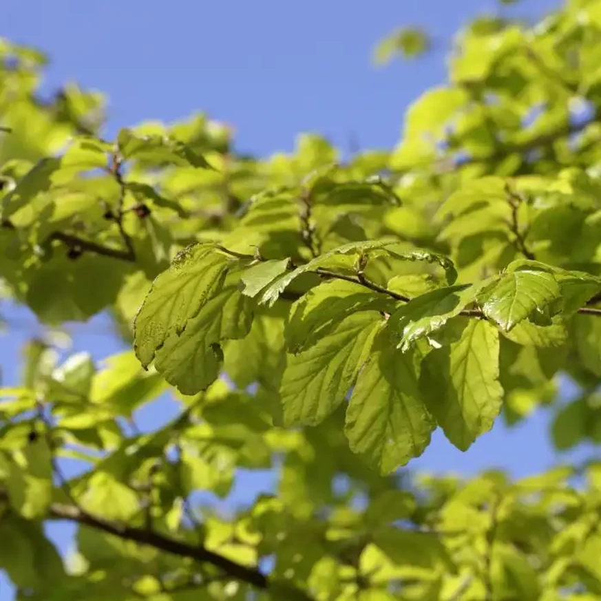 Parrotia persica Persian Spire K3 - Perzsa oszlopos varázsfa