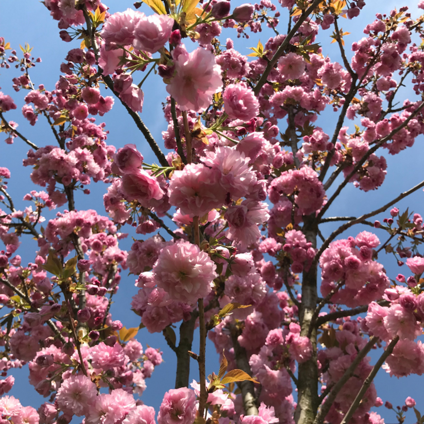Prunus serrulata Kanzan - Japán díszcseresznye Prunus serrulata Kanzan - Japán díszcseresznye