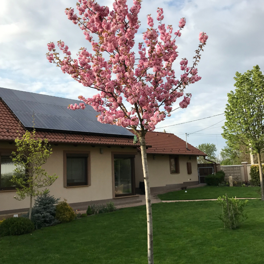 Prunus serrulata Kanzan - Japán díszcseresznye Prunus serrulata Kanzan - Japán díszcseresznye