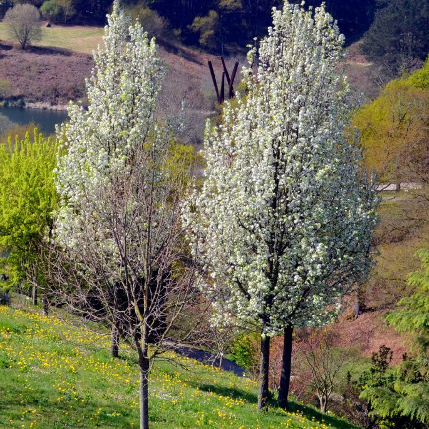 Pyrus calleriana Chanticleer TM100, 200/250 - Kínai díszkörte