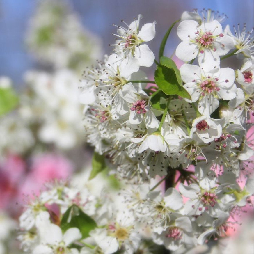 Pyrus calleriana Chanticleer TM100, 200/250 - Kínai díszkörte