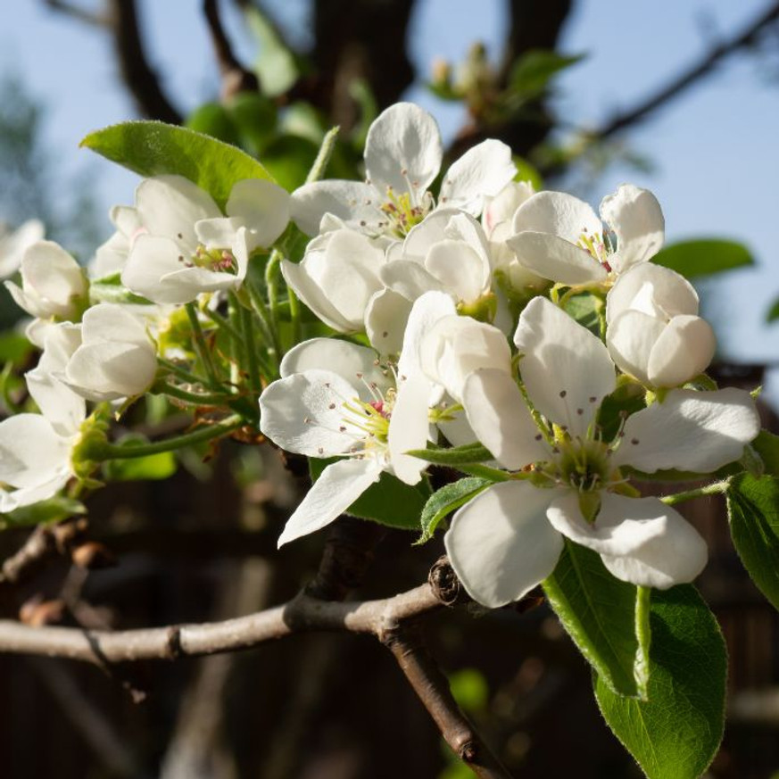 Pyrus calleriana Chanticleer TM100, 200/250 - Kínai díszkörte