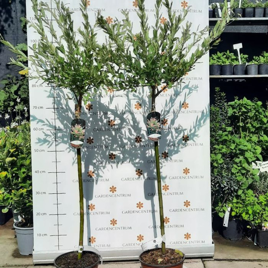 Salix integra Hakuro-Nishiki MT - Magastörzsű tarka levelű japánfűz Salix integra Hakuro-Nishiki MT - Magastörzsű tarka levelű japánfűz