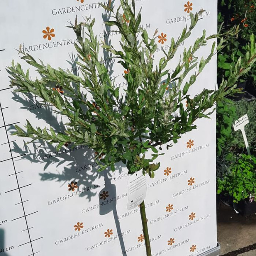 Salix integra Hakuro-Nishiki MT - Magastörzsű tarka levelű japánfűz Salix integra Hakuro-Nishiki MT - Magastörzsű tarka levelű japánfűz