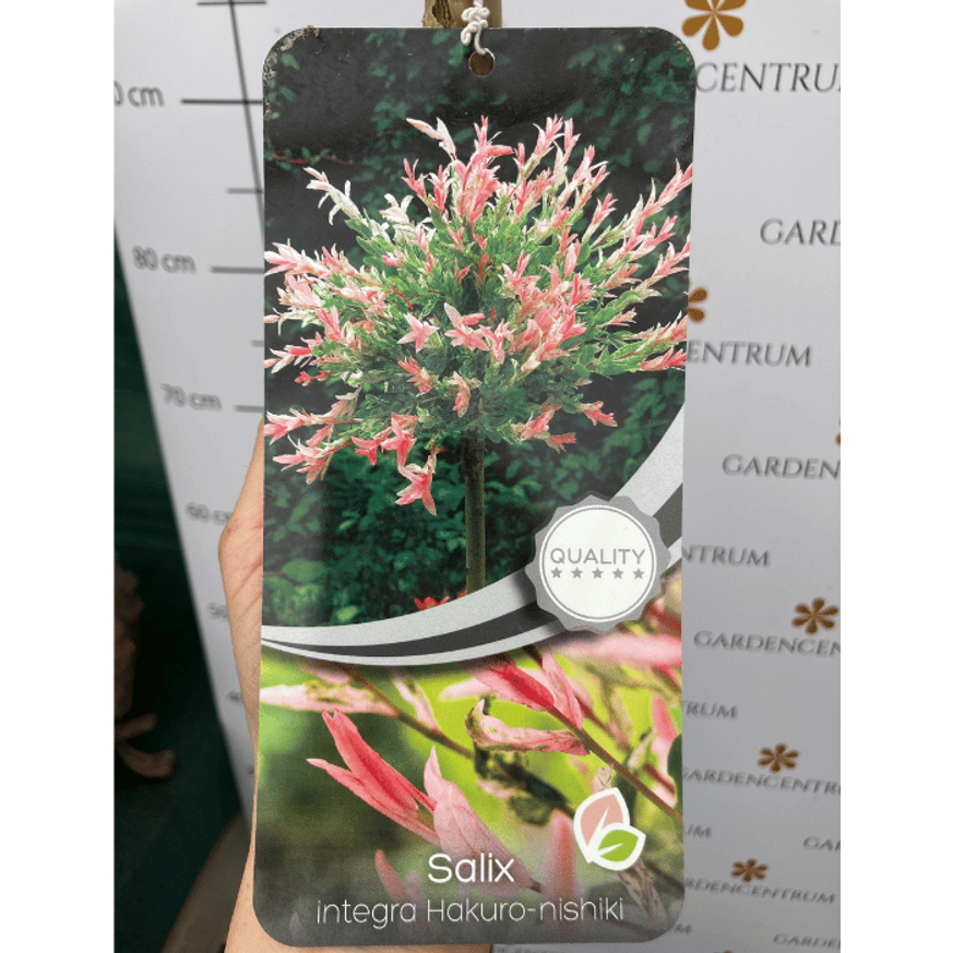 Salix integra Hakuro-Nishiki MT - Magastörzsű tarka levelű japánfűz Salix integra Hakuro-Nishiki MT - Magastörzsű tarka levelű japánfűz
