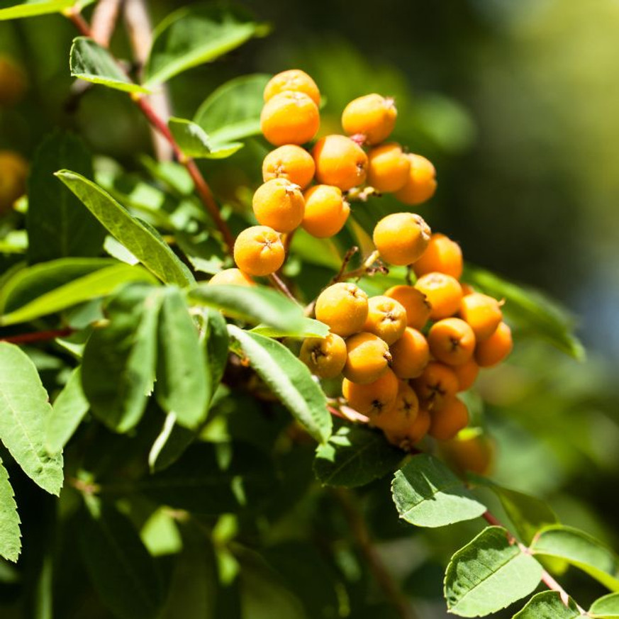 Sorbus Autumn Spire K5 - Madárberkenye