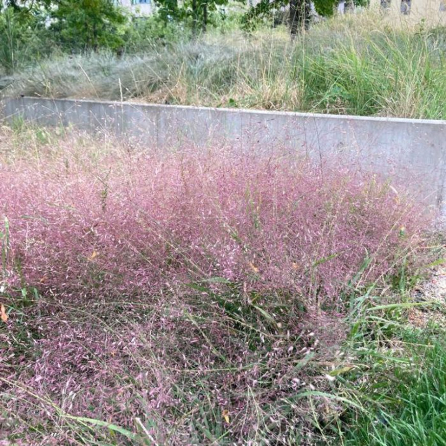Muhlenbergia sp - Vattacukorfű Muhlenbergia sp - Vattacukorfű