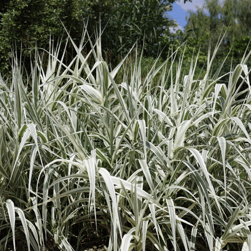 Arundo donax Variegata K3 - Tarkalevelű olasznád