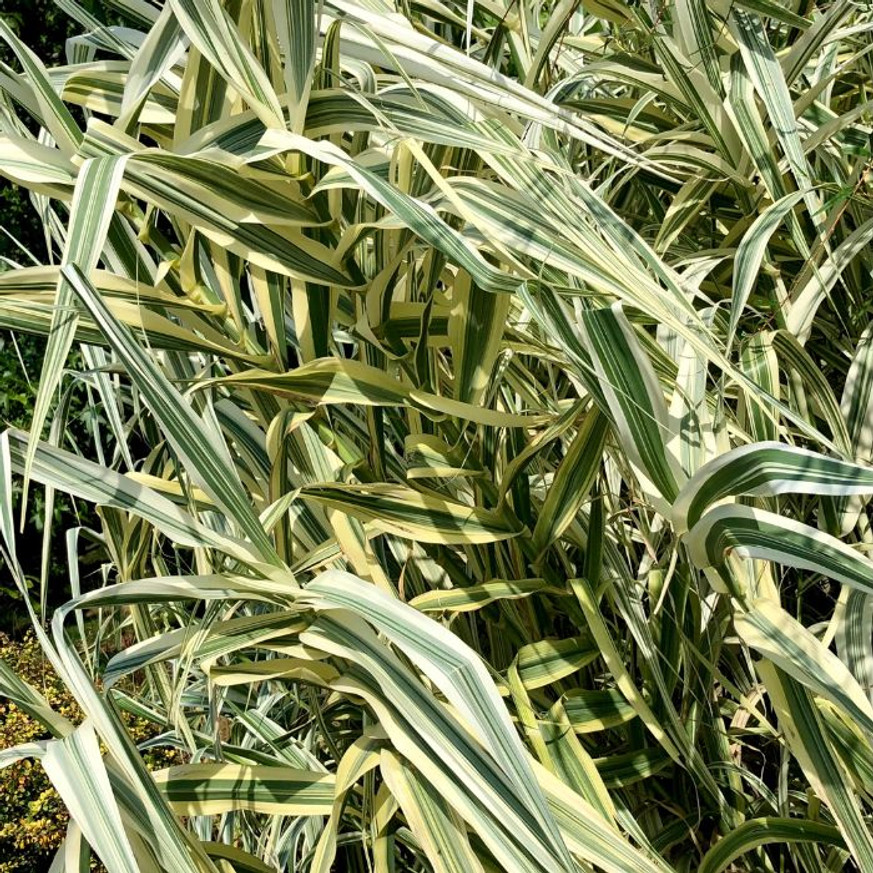 Arundo donax Variegata K3 - Tarkalevelű olasznád