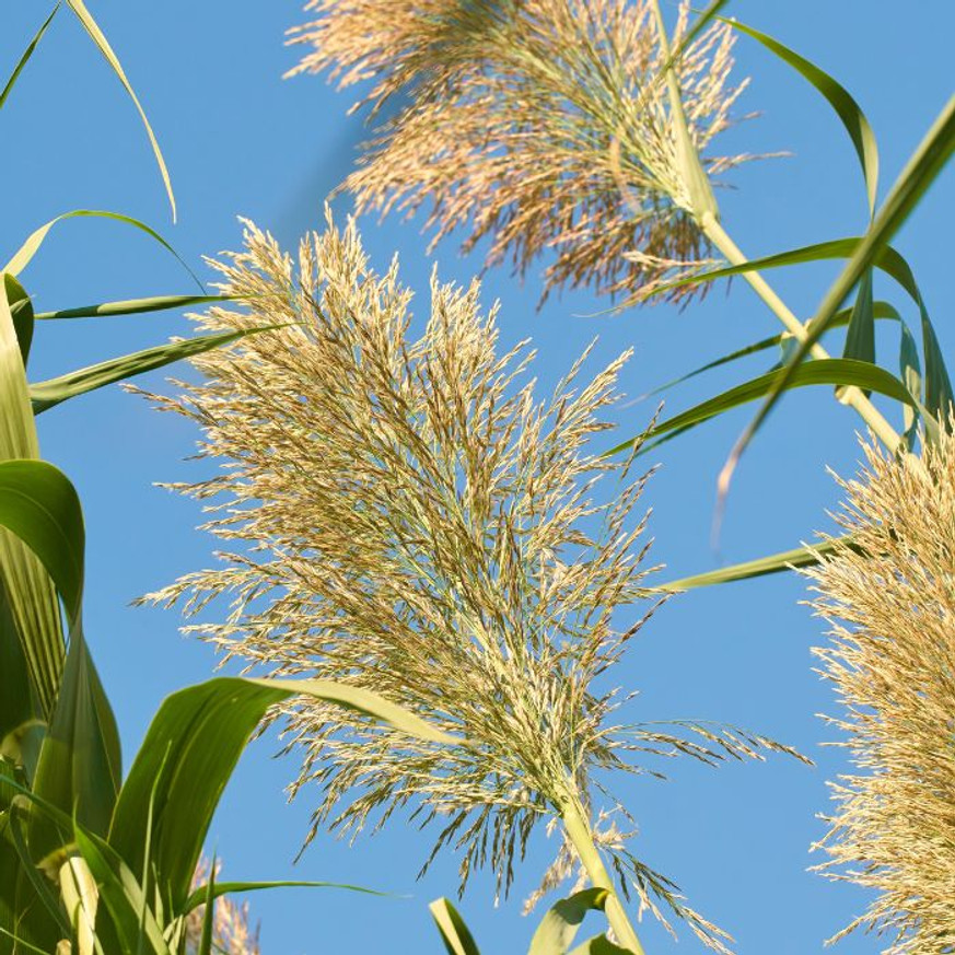 Arundo donax Variegata K3 - Tarkalevelű olasznád