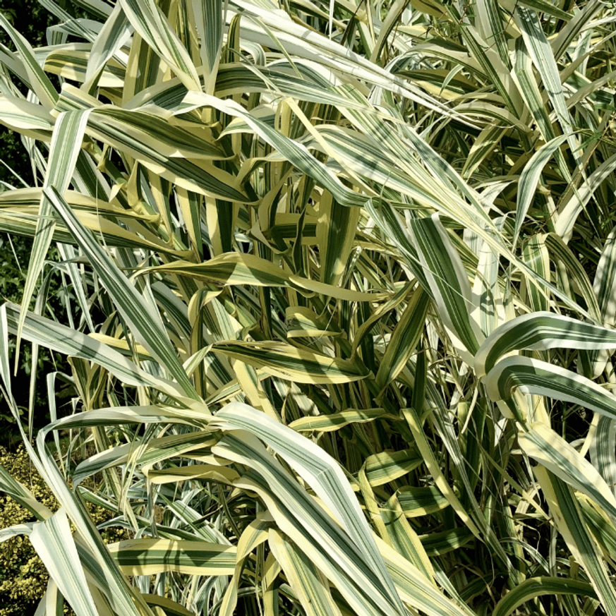 Arundo donax Variegata K3 - Tarkalevelű olasznád