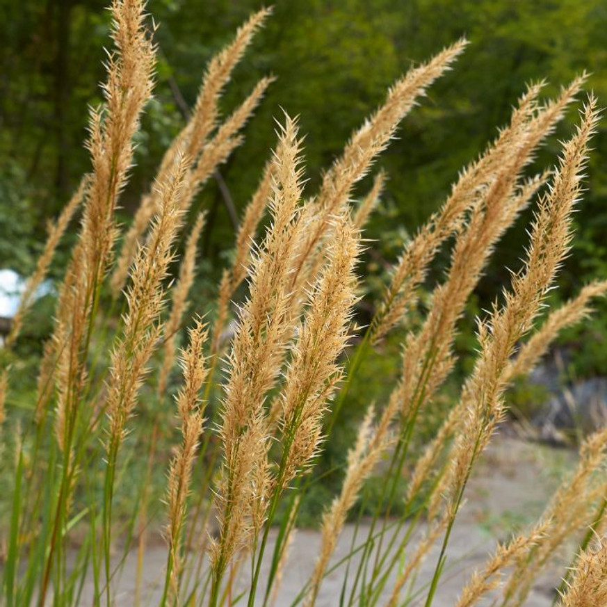Calamagrostis x acutiflora Karl Foerster - Nádtippan