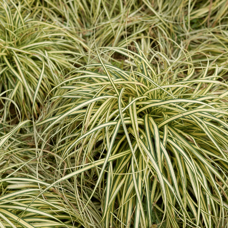 Carex morrowii Ice Dance - Tarka sás