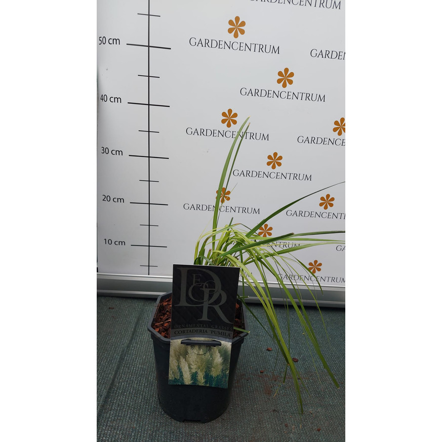 Cortaderia selloana Pumila CS15 - Törpe fehér pampafű