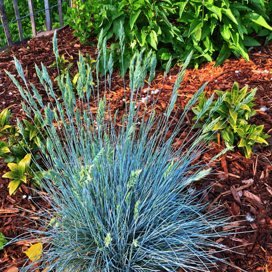 Festuca glauca CS14 - Ezüst deres csenkesz