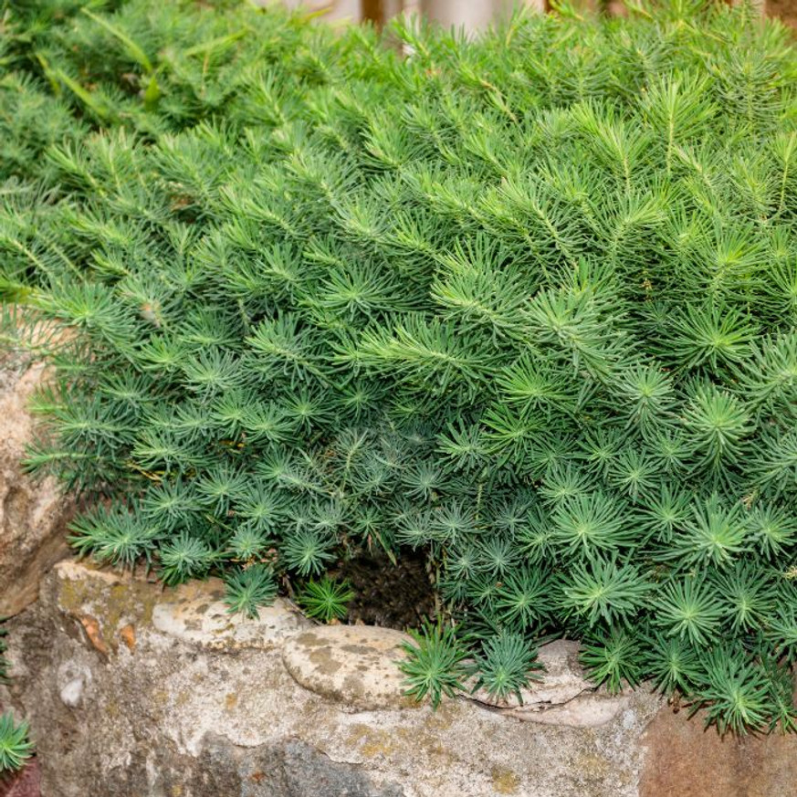 Euphorbia cyparissias Fen's Ruby - Farkas kutyatej