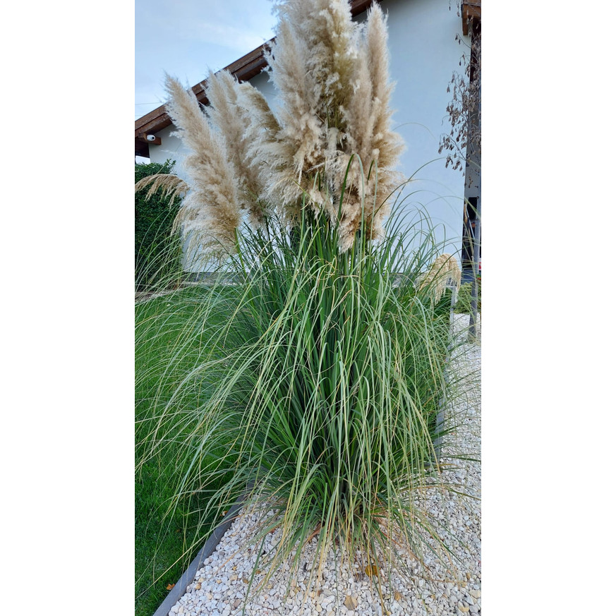 Cortaderia selloana - Fehér pampafű