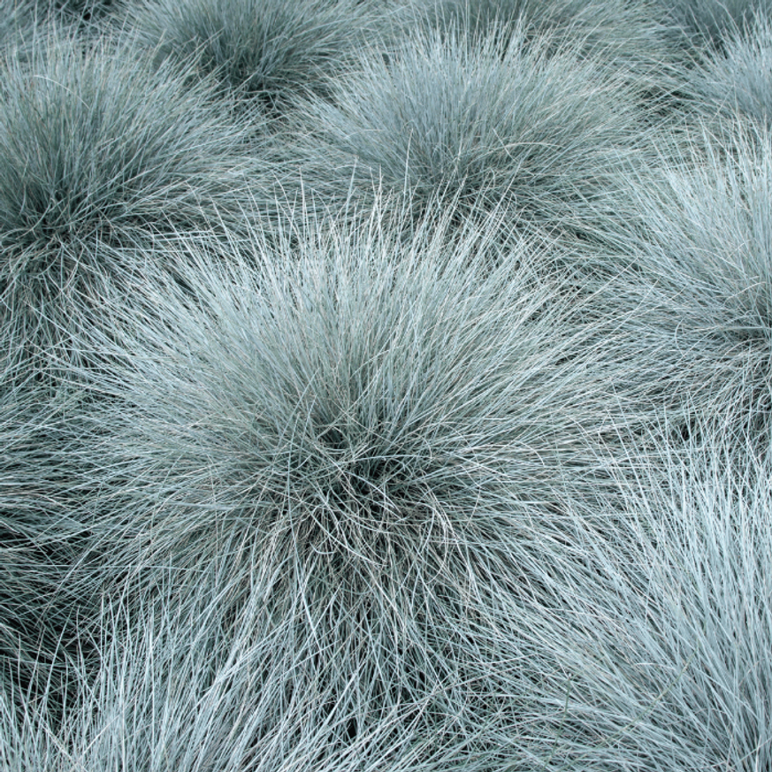 Festuca glauca CS14 - Ezüst deres csenkesz
