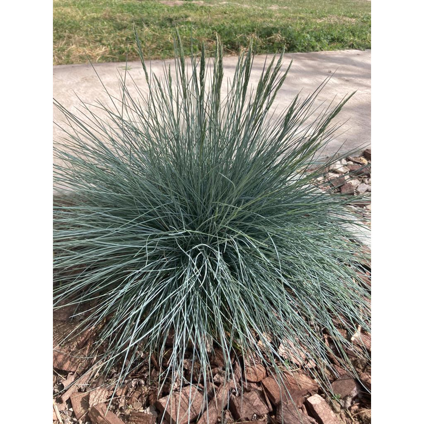 Festuca glauca CS14 - Ezüst deres csenkesz