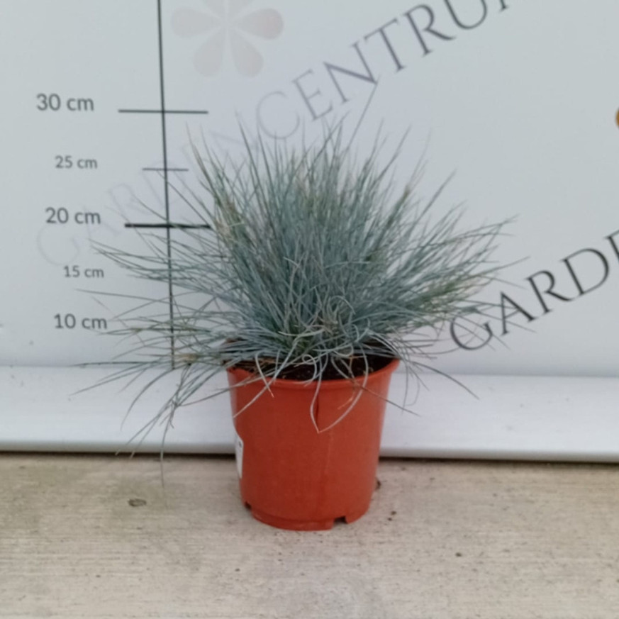 Festuca glauca CS14 - Ezüst deres csenkesz